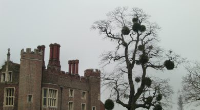 Mistletoe_at_Hampton_Court_Palace