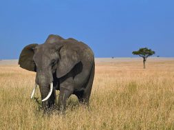 elephant