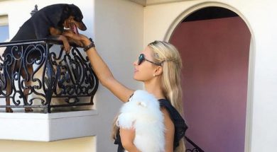 2017-03-29 15_42_54-Paris Hilton's Pets (@hiltonpets) • Instagram photos and videos