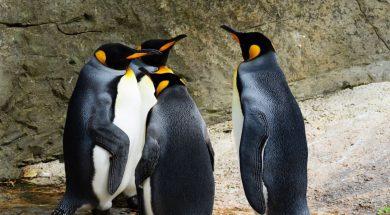 2017-04-24 14_46_29-king-penguin-penguins-group-of-penguins-bird-53970.jpeg ‎- Photos
