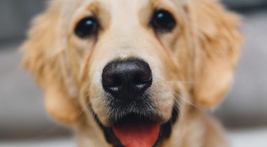 night-animal-dog-pet