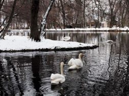 Mjelma duke notuar ne liqenin e parkut te Drilonit ne Pogradec, i cili eshte mbuluar nga bora. Prej disa ditesh i gjithe vendi eshte perfshire nga moti i keq dhe pjesa me e madhe e tij nga reshjet e debores e cila ka krijuar veshtiresi ne qarkullimin e mjeteve ne disa akse rrugore.