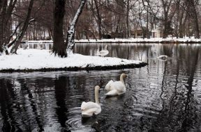 Mjelma duke notuar ne liqenin e parkut te Drilonit ne Pogradec, i cili eshte mbuluar nga bora. Prej disa ditesh i gjithe vendi eshte perfshire nga moti i keq dhe pjesa me e madhe e tij nga reshjet e debores e cila ka krijuar veshtiresi ne qarkullimin e mjeteve ne disa akse rrugore.
