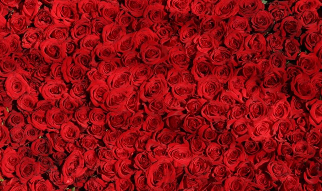 2017-04-20 16_12_02-rose-roses-flowers-red-54320.jpeg ‎- Photos