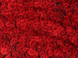 rose-roses-flowers-red-54320