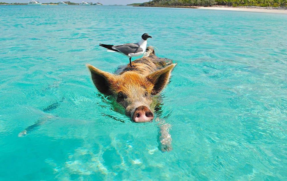 Çdo gjë që doni të dini rreth notit me derra në Bahamas