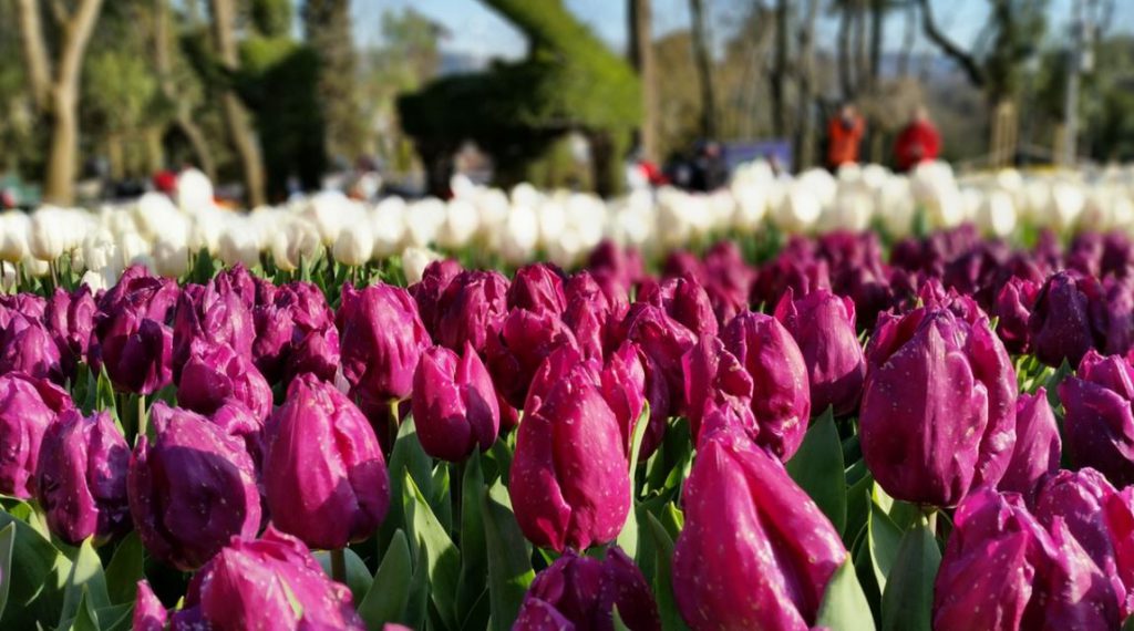 tulipan