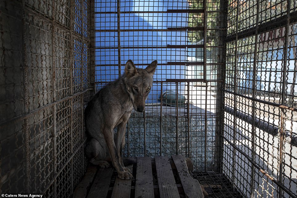 5084146-6280963-Malnourished_This_photo_of_a_wolf_shows_it_huddled_in_the_corner-a-1_1539695029147
