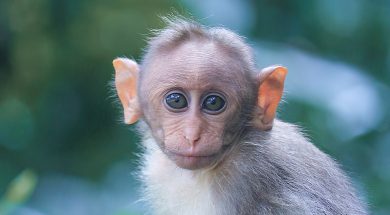 animal-animal-photography-ape-1670413