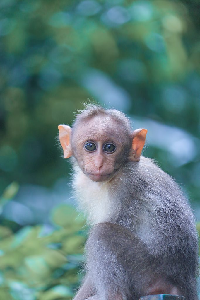 animal-animal-photography-ape-1670413