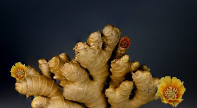 close-up-color-flora-1337585