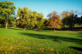 golf-grass-lawn-2336