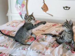 tabby-kittens-on-floral-comforter-160755