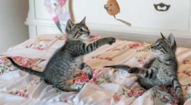 tabby-kittens-on-floral-comforter-160755