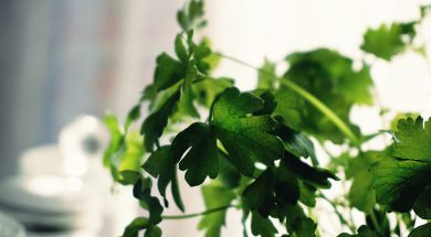 shallow-focus-photography-of-green-leaves-1275204