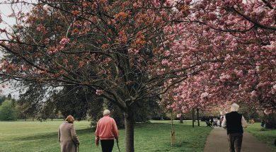 people-walking-near-trees-2253911