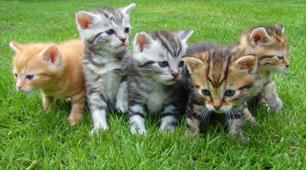 kitten-cat-rush-lucky-cat-45170