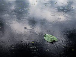 A high angle closeup shot of an isolated green leaf in a puddle on a rainy day