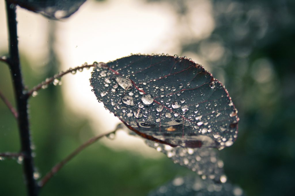 pexels-pixabay-268925