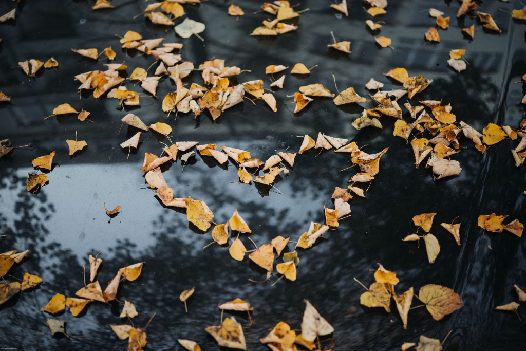 roman-kraft-XdbUsFkAwqA-unsplash (1)