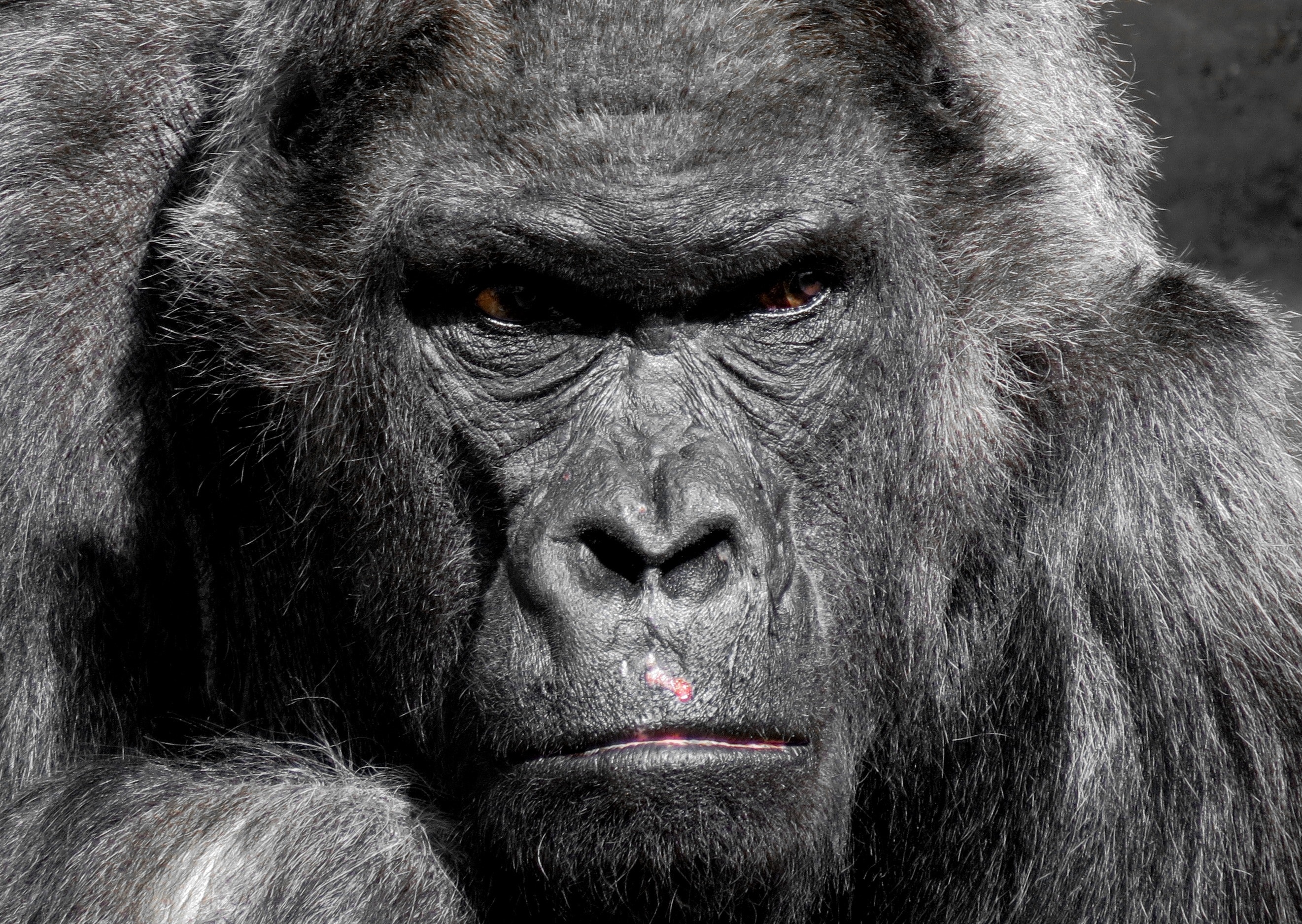 E rrallë, stafi mban zi për humbjen e gorillës Bafia