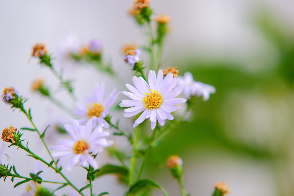 pexels-pok-rie-136301