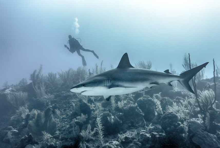 Sulmohen nga peshkaqenët, ekipi i Netflix po xhironte një dokumentar
