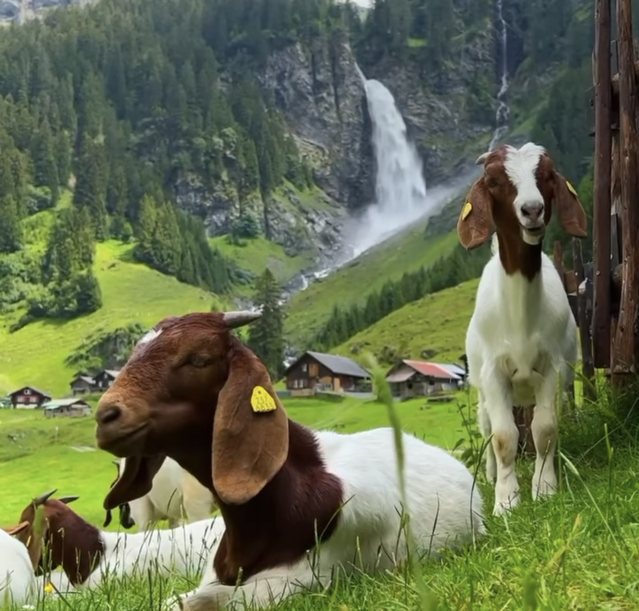 Zvicra, një nga bukuritë Evropiane