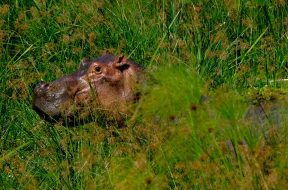 pexels-francesco-ungaro-7211339