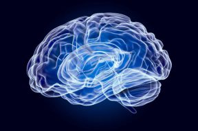 Human Brain, x-ray hologram. 3D rendering on dark blue background