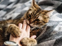 beautiful cute cat playing with woman hand and biting on stylish bed with funny emotions