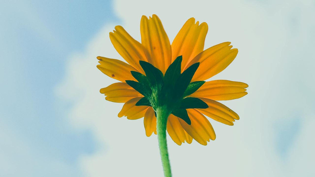 Parashikimi motit, 19 qeshor 2025