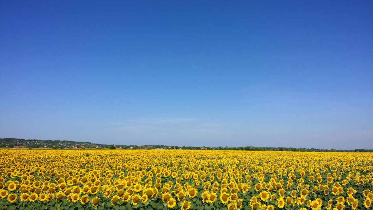 Parashikimi motit, 9 korrik 2025