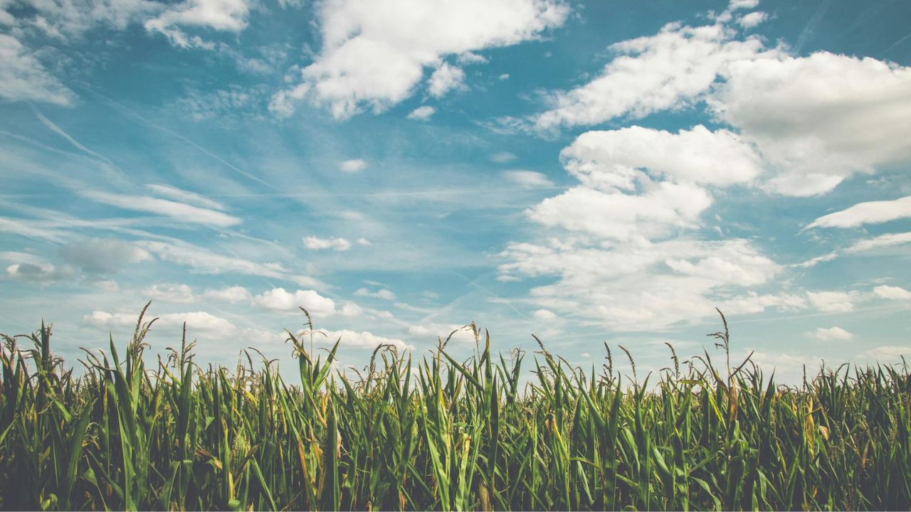 Parashikimi motit, 23 korrik 2025