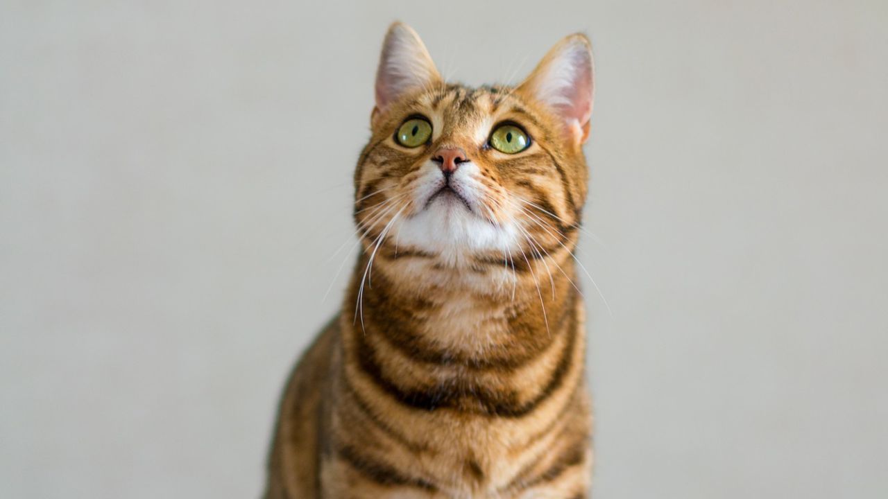 Studimi i ri zbulon gjetje alarmuese: Të kesh një mace mund të dyfishojë rrezikun e skizofrenisë