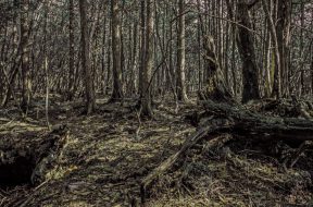The Sea of Trees%2c or Aokigahara%2c Japan